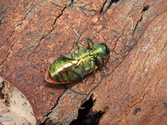 Temognatha variabilis