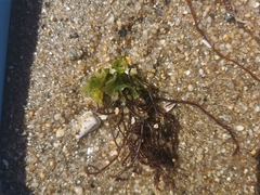 Gracilaria chilensis