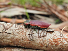 Temognatha variabilis