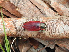 Temognatha variabilis