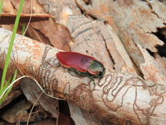 Temognatha variabilis