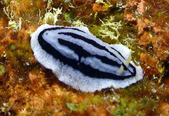 Phyllidiopsis xishaensis