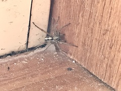 Artoriinae