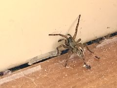 Artoriinae