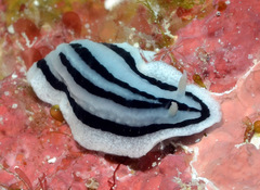 Phyllidiopsis xishaensis