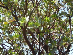 Arctostaphylos glauca
