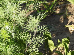 Ambrosia tenuifolia