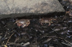 Austrothelphusa transversa