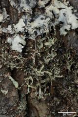 Platismatia stenophylla