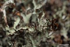 Platismatia stenophylla