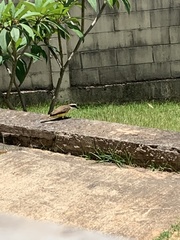 Pitangus sulphuratus