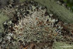 Platismatia stenophylla