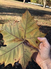 Ectoedemia platanella group