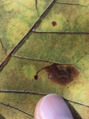 Ectoedemia platanella group