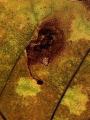 Ectoedemia platanella group