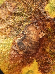 Ectoedemia platanella group