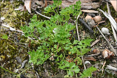 Xanthosia dissecta