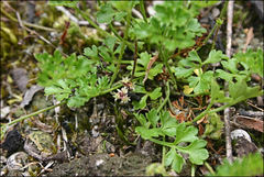 Xanthosia dissecta