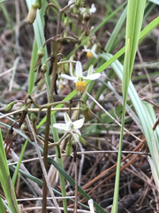 Dianella brevicaulis