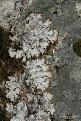 Punctelia stictica