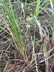 Dianella brevicaulis