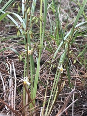 Dianella brevicaulis