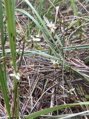 Dianella brevicaulis
