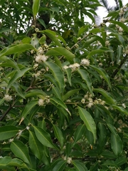 Symplocos setchuensis