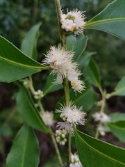 Symplocos setchuensis