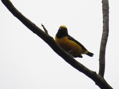Euphonia concinna