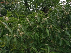 Symplocos setchuensis