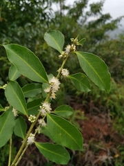 Symplocos setchuensis