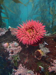 Urticina piscivora