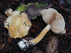 Cortinarius talus