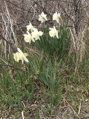 Pseudonarcissi