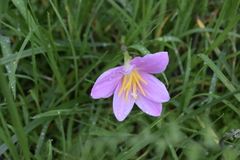 Zephyranthes rosea