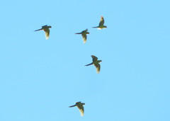 Ognorhynchus icterotis