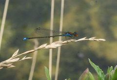 Erythromma viridulum