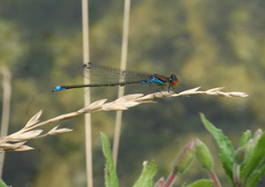 Erythromma viridulum