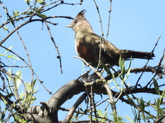 Rhinocrypta lanceolata
