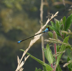 Erythromma viridulum