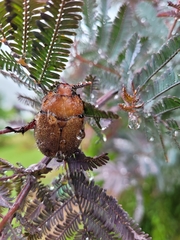 Anoplognathus velutinus