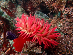 Urticina piscivora