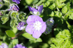 Phacelia patuliflora