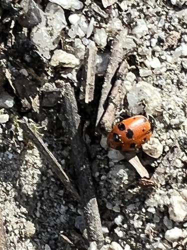 iNaturalist observation photo of Convergent Lady Beetle