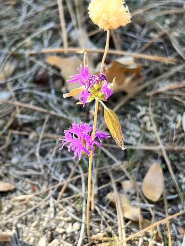 iNaturalist observation photo of Brewer's Monardella