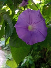 Ipomoea mitchelliae