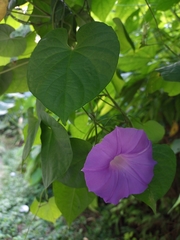 Ipomoea mitchelliae