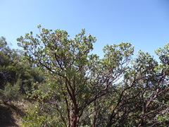 Arctostaphylos glauca