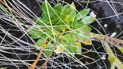 Craterostigma wilmsii